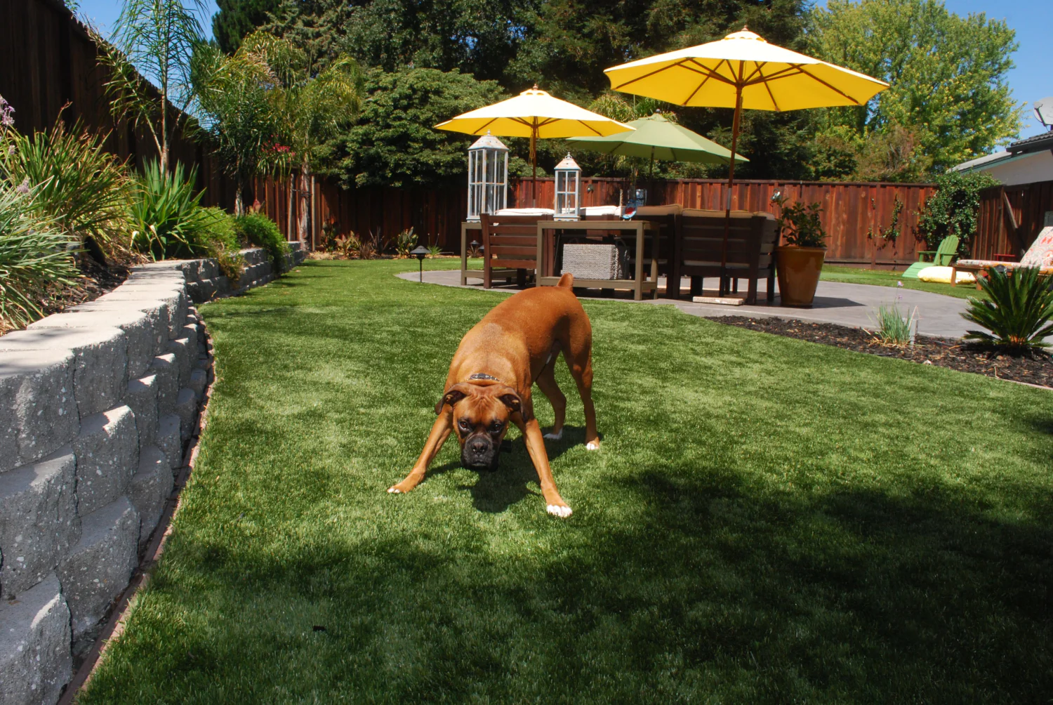 A playful boxer dog enjoying pet-friendly artificial turf in a clean Los Angeles and Southern California backyard with comfortable patio seating and bright yellow umbrellas.